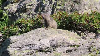 Marmottes 20  marmotton apprend à siffler [upl. by Ybreh]