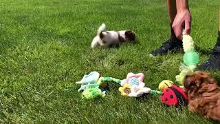 Playdate for Evies Shichon Shihtzu Bichon Puppies amp Amber Kay Maltipoo Puppies Maltese amp Poodle [upl. by Ireland432]