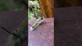 The Banded Tussock Caterpillar 🐛 [upl. by Cibis922]