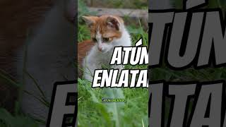 Los Alimentos Favoritos de los Gatos El Atún Enlatado gatos gatuno catmemes vidagatuna cats [upl. by Angel351]