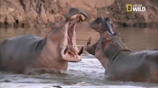 Un combat de poids lourds entre hippopotames [upl. by Dnilazor]