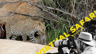 VIRTUAL SAFARI ULTIMATE GAME DRIVE HIGHLIGHTS 34  Londolozi TV [upl. by Gisser]