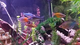 My Fishtank  FULLY STOCKED Angelfish New Yellow Rainbowfish 5th Pentazona Barb Peacock Gudgeons [upl. by Jehias861]