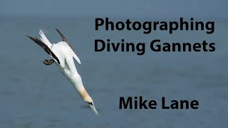 Photographing diving Gannets [upl. by Aila]