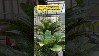 Vriesea hieroglyphica  King of The Bromeliads [upl. by Chafee]