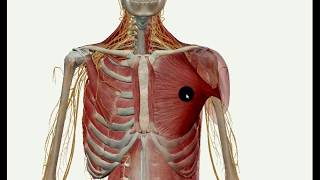 0230 Mięśnie klatki piersiowej  wstęp [upl. by Kcirderfla879]