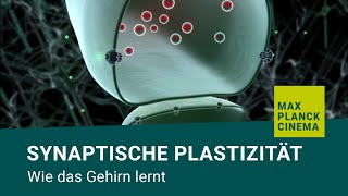 Synaptische Plastizität  wie das Gehirn lernt [upl. by Zaria841]