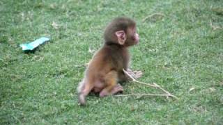 Cute Baby Macaque Monkey [upl. by Boeschen461]