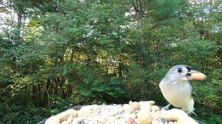 Tufted Titmice BlackCapped Chickadees [upl. by Nnylyoj]