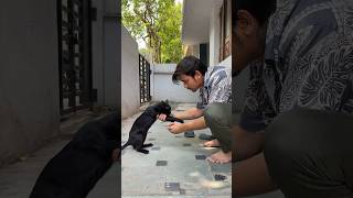 😂😂😂Manishwakode15 viral shortsfeed comedy funny trending familyfun cat catlover short [upl. by Eeroc]