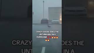 CRAZY GOOSE DOES THE UNTHINKABLE IN A HURRICANE‼‼🔥🔥🔥🔥🔥 [upl. by Flanagan508]