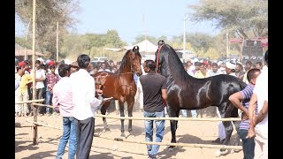 Mega Ashwa show Breeding Stallion horse ring show 2019 p1 [upl. by Solakcin]