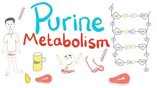 Purine Metabolism De Novo Salvage Degradation Uric Acid [upl. by Armil]