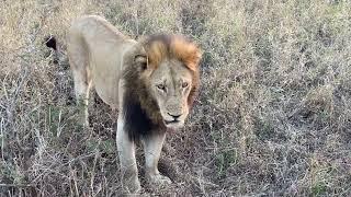 Lions walk right past us hunting in Manyeleti Game Reserve South Africa [upl. by Rhyner]