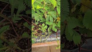 Sensitive plant Mimosa plants [upl. by Gardener]