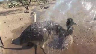 I Sprayed My Ostrich amp Emu With A Hose  Do you think they liked it [upl. by Nobie]