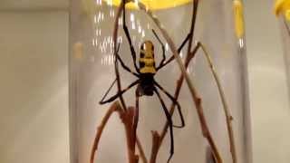 Nephila turneri  Silk Spider  Seidenspinne [upl. by Rehpitsirhc269]