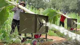 Genius Way They Feed Fishes by Slicing Banana Trees [upl. by Perron]