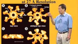 Xiaodong Wang U Texas SouthwesternHHMI Part 2 The Intrinsic Pathway of Apoptosis [upl. by Odla]