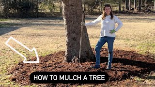 The correct way to mulch a tree [upl. by Atnuhs724]