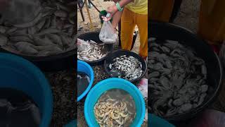 Fresh seafoods  Cawayan Masbate Philippines [upl. by Jamie]