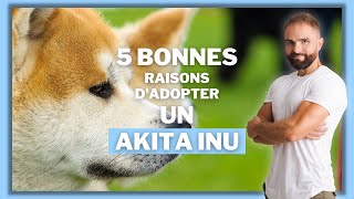 5 bonnes raisons dadopter un Akita Inu [upl. by Aveer]