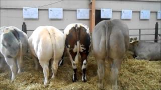 les bovins  la ferme en fête dalençon 2014 [upl. by Kahaleel]