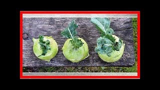 Kohlrabi kochen Das musst du bei der Zubereitung beachten [upl. by Waddington499]