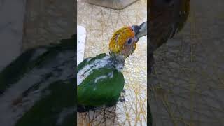 aratinga parrotfeeding papagei попугай parrot parrots shorts birds birdslover papağan [upl. by Willdon]