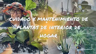 Jardinería de Interior de Hogar Propagación y Transplante de Plantas  Pandurata Lengua de Burro [upl. by Egan]