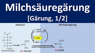 Milchsäuregärung  Gärung anaerobe Stoffwechselprozesse 12  Biologie Oberstufe [upl. by Pavia826]