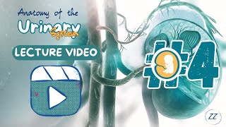 Anatomy 4  UGS Embryology [upl. by Sandy]