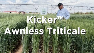 Kicker Triticale is completely awnless [upl. by Nottirb]