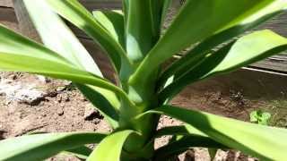 Yucca aloifolia  Spanish bayonet  dagger plant  HD 02 by Laborator TEBA [upl. by Dymoke]