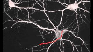 Neurite tracing test [upl. by Mil]