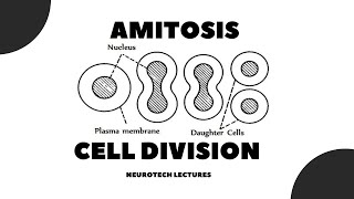 Amitosis Cell Division [upl. by Engel]