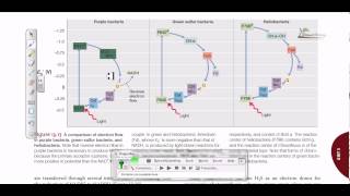 Comparison of electron flow in purple and green sulfur bacteria [upl. by Mail10]