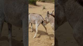 youtubes donkey funny pets [upl. by Siegel]