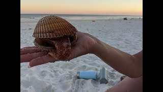 Clam licks my hand with his Giant Tongue in Pensacola Beach FL [upl. by Kirsti983]