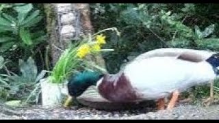 Mallard Ducks On Spring Tuesday Visit To My Cottage Garden Scone Perth Perthshire Scotland [upl. by Hulen698]