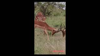 Deers fighting in the bush [upl. by Anglim]