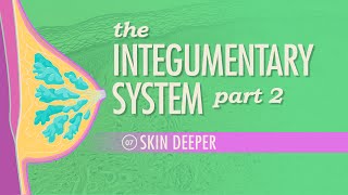 The Integumentary System Part 2  Skin Deeper Crash Course Anatomy amp Physiology 7 [upl. by Shum]