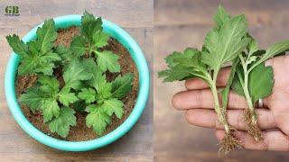 Super Easy Method to Grow Chrysanthemum or Mums or Guldaudi From Cuttings  Green Bengal [upl. by Ardnuahs9]