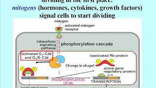 344 Retinoblastoma Rb Oncogene Gene Encodes Regulatory Subunit of a Transcription Factor [upl. by Idaline845]