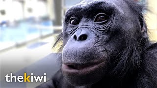 Kanzi The ape that understands humans and knows over 3000 words [upl. by Yeclehc160]