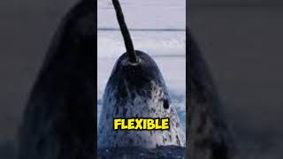 Interesting Facts about Narwhal Tusk [upl. by Maltz180]