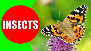 INSECTS FOR KIDS Learning – Insect Names and Sounds for Children Toddlers Kindergarten amp Preschool [upl. by Nelehyram]