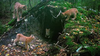 Lynx mother and her playful kittens in the variety of habitats Lynx male is often nearby [upl. by Nemzzaj]