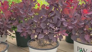 Cotinus Winecraft Black® Smokebush  Amazing Lush Foliage with🌝Unique Smokelike Flower Puffs [upl. by Nataline]