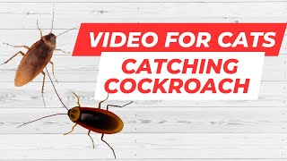 Cat Games Realistic Cockroaches on Screen Video for Cats [upl. by Brenan]